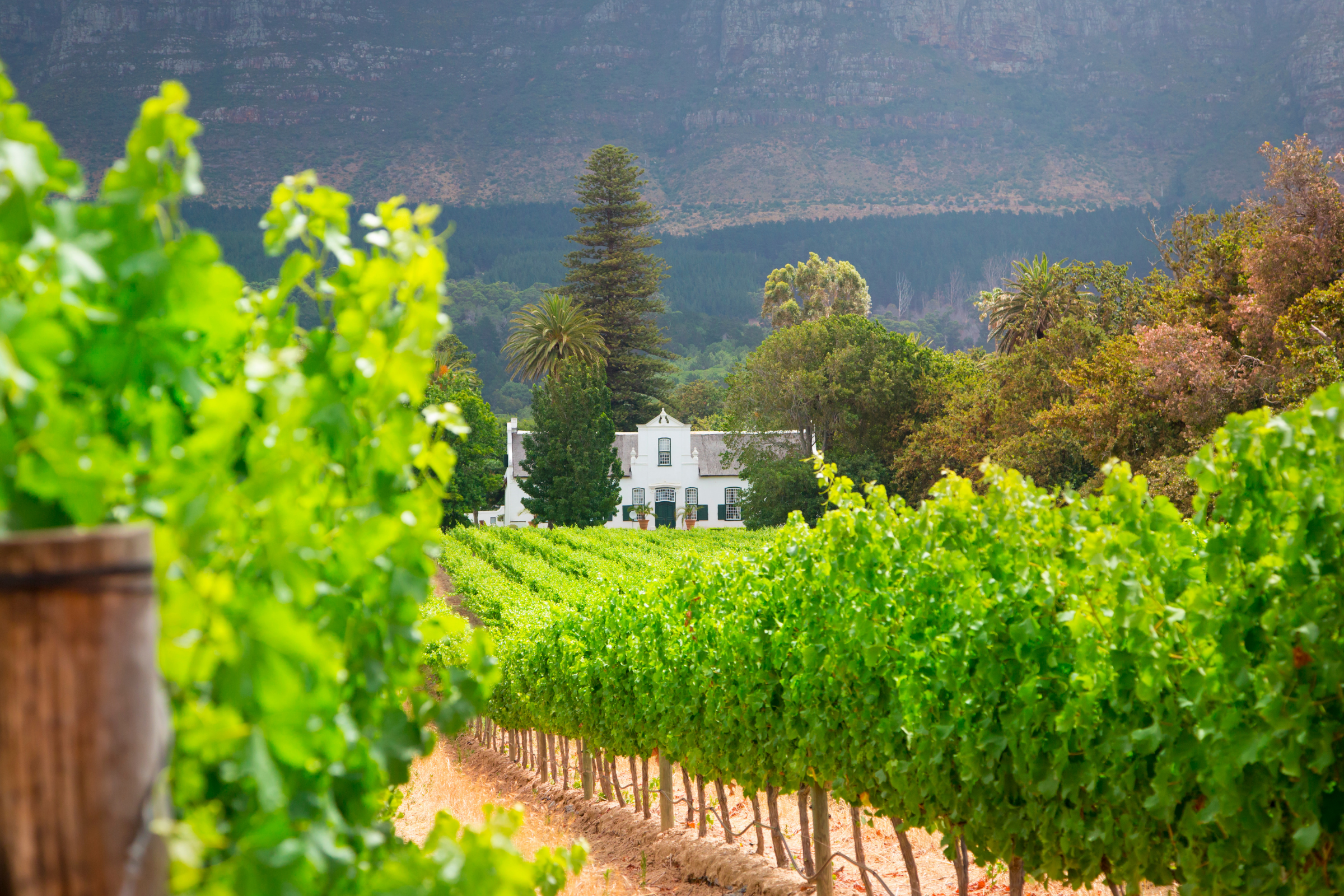 stellenbosch (2).webp